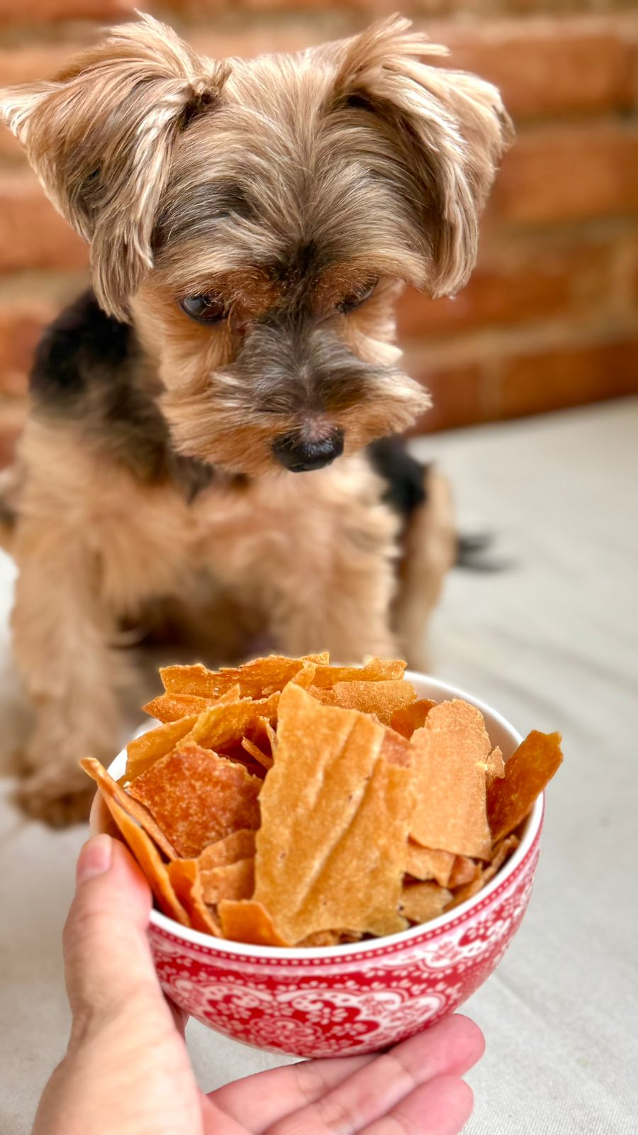 Petisco para pets